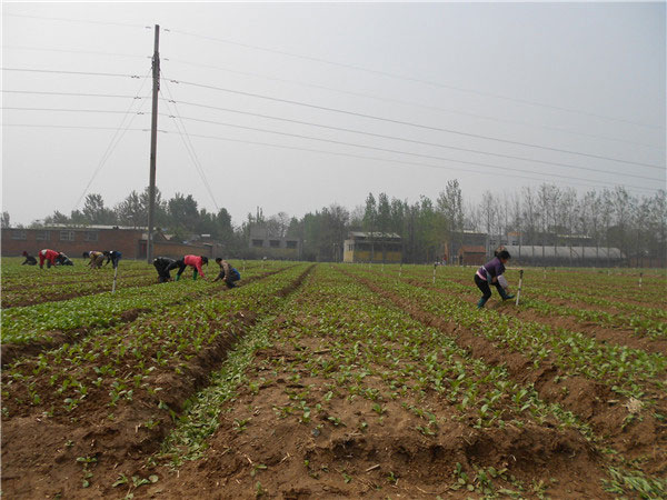 土壤養(yǎng)分速測儀的速測方法是什么？