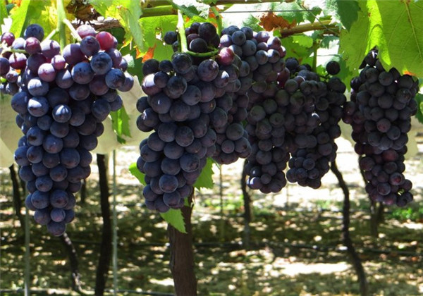 土壤墑情監(jiān)測站為葡萄種植實(shí)現(xiàn)灌溉 土壤墑情監(jiān)測站為葡萄種植實(shí)現(xiàn)灌溉