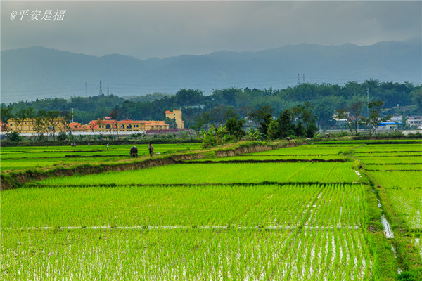 土壤水分速測儀調(diào)節(jié)土壤水分的方法？