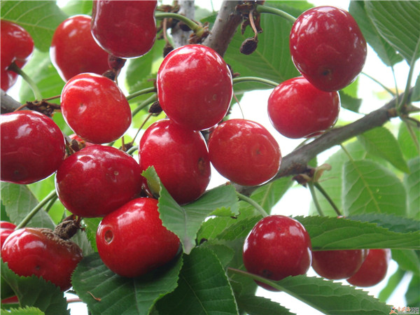 土壤養(yǎng)分速測儀是怎么測定土壤養(yǎng)分的？