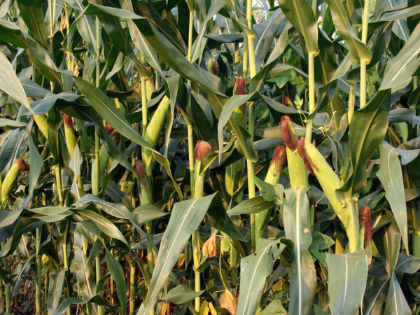 利用風(fēng)途墑情自動(dòng)監(jiān)測(cè)系統(tǒng)合理灌溉夏玉米 利用風(fēng)途墑情自動(dòng)監(jiān)測(cè)系統(tǒng)合理灌溉夏玉米