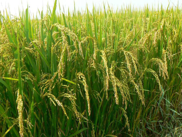 土壤墑情監(jiān)測系統(tǒng)是如何運行的？