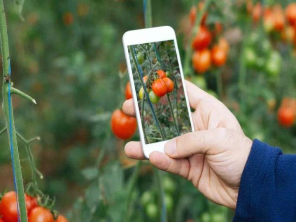 土壤墑情遠(yuǎn)程監(jiān)測及預(yù)警系統(tǒng)