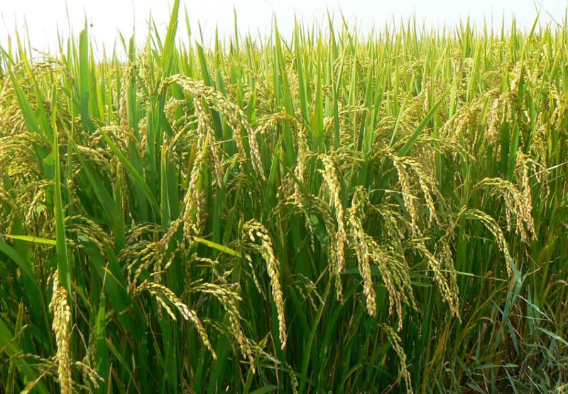 農田土壤墑情數(shù)據(jù)采集模塊工作原理 農田土壤墑情數(shù)據(jù)采集模塊工作原理