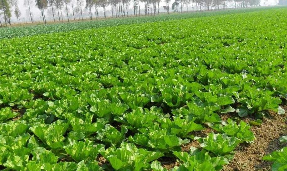 農(nóng)業(yè)土壤墑情監(jiān)測系統(tǒng)科學(xué)控制土壤濕度 農(nóng)業(yè)土壤墑情監(jiān)測系統(tǒng)科學(xué)控制土壤濕度