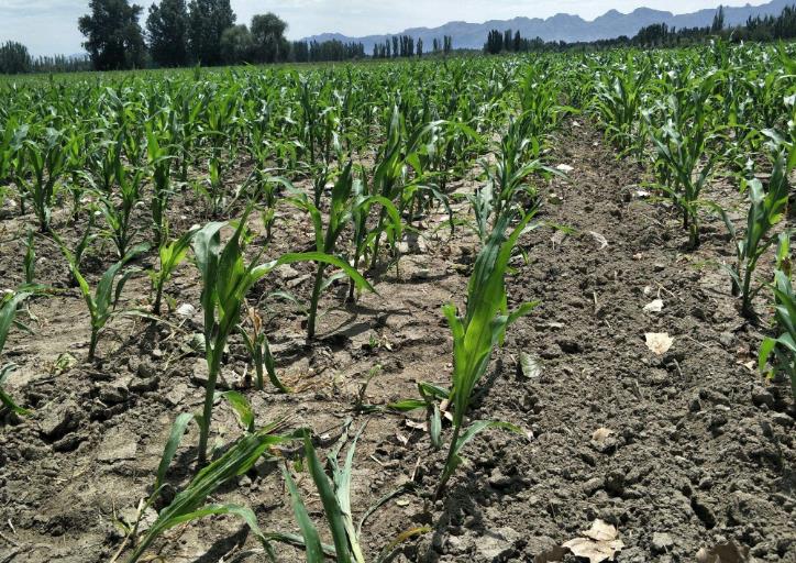 土壤墑情監(jiān)測系統(tǒng)以及常用的墑情等級(jí)判斷方法 土壤墑情監(jiān)測系統(tǒng)以及常用的墑情等級(jí)判斷方法