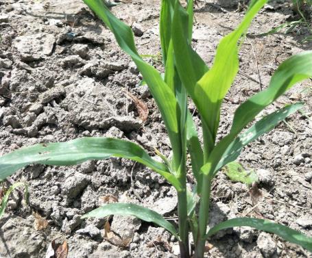 土壤墑情如何實現(xiàn)自動監(jiān)測？