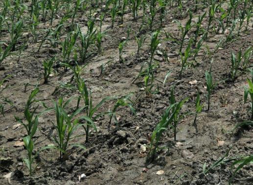 土壤墑情監(jiān)測站是怎樣的系統(tǒng)？