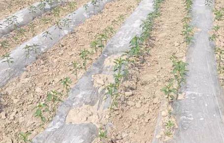 基于無(wú)線網(wǎng)絡(luò)的遠(yuǎn)程墑情監(jiān)測(cè)系統(tǒng)介紹 基于無(wú)線網(wǎng)絡(luò)的遠(yuǎn)程墑情監(jiān)測(cè)系統(tǒng)介紹