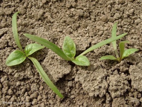 土壤墑情監(jiān)測系統(tǒng)為種植提供參考數(shù)據(jù) 土壤墑情監(jiān)測系統(tǒng)為種植提供參考數(shù)據(jù)