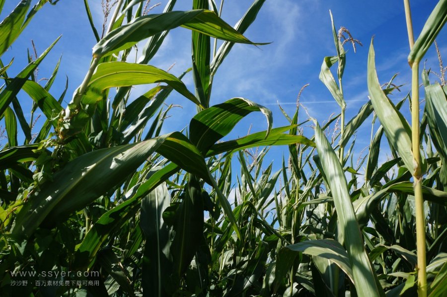 農(nóng)業(yè)節(jié)水，如何用科技支撐？